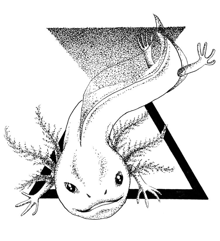 Dotwork Axolotl Dotwork Axolotl